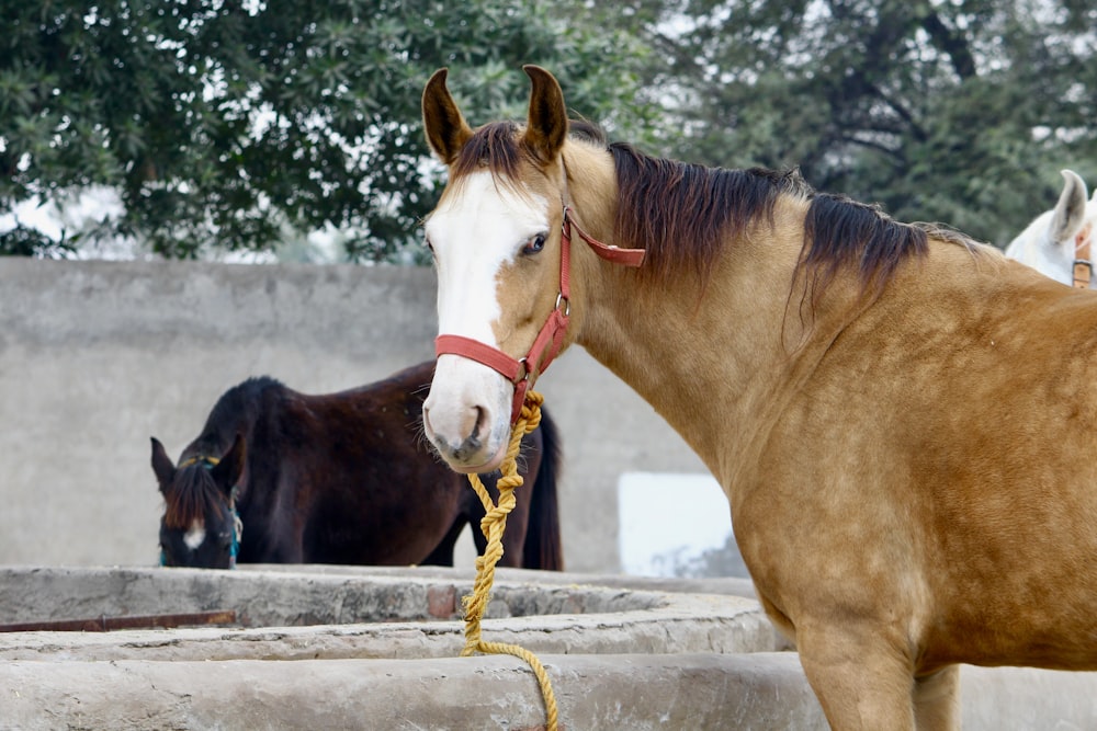 a brown horse standing next to a brown and white horse