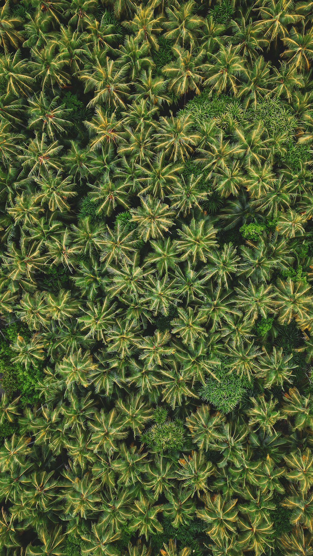 the top view of a bunch of green plants