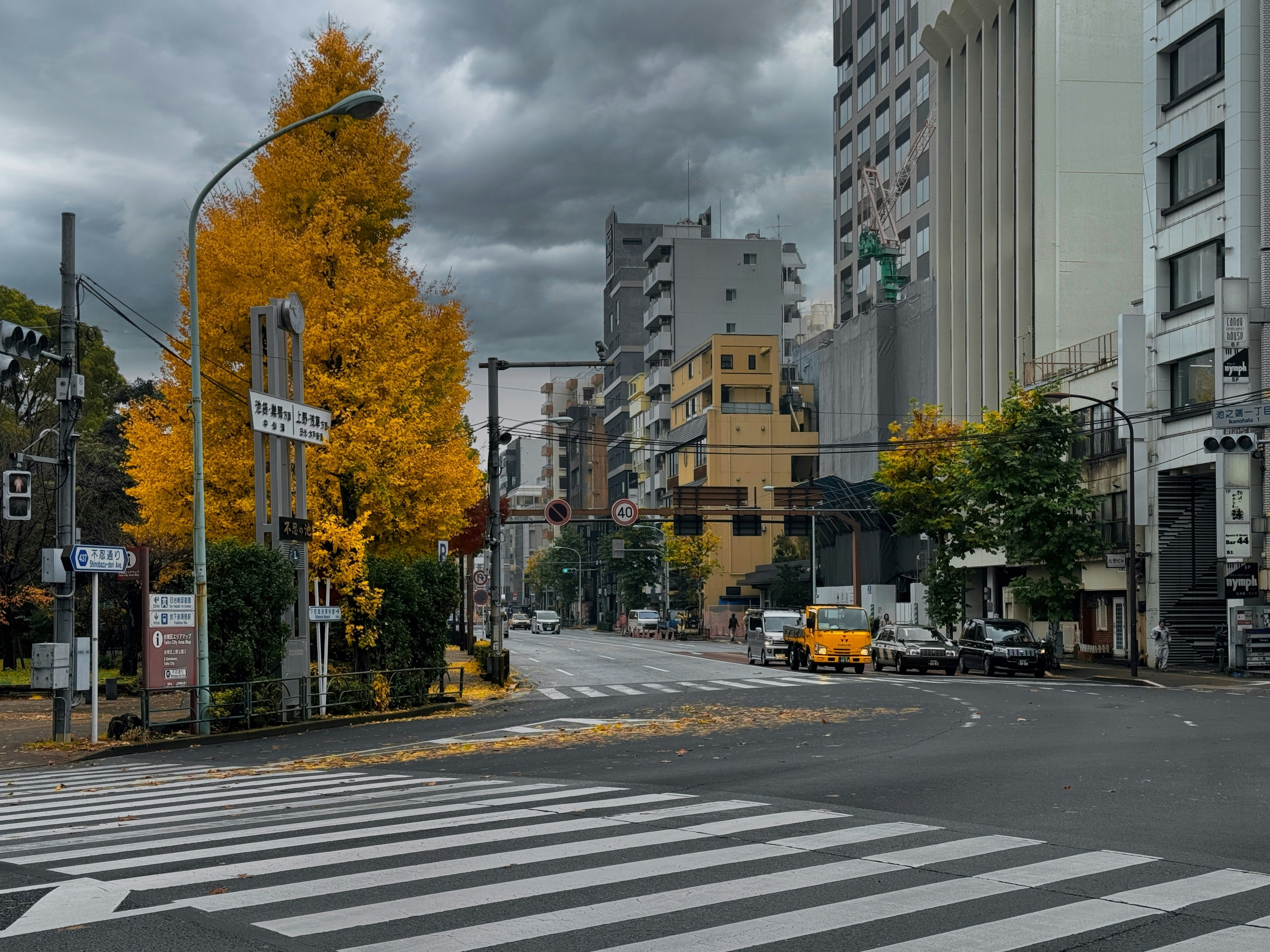 Overcast skies loom over a Tokyo crosswalk lined with the golden hues of autumn.