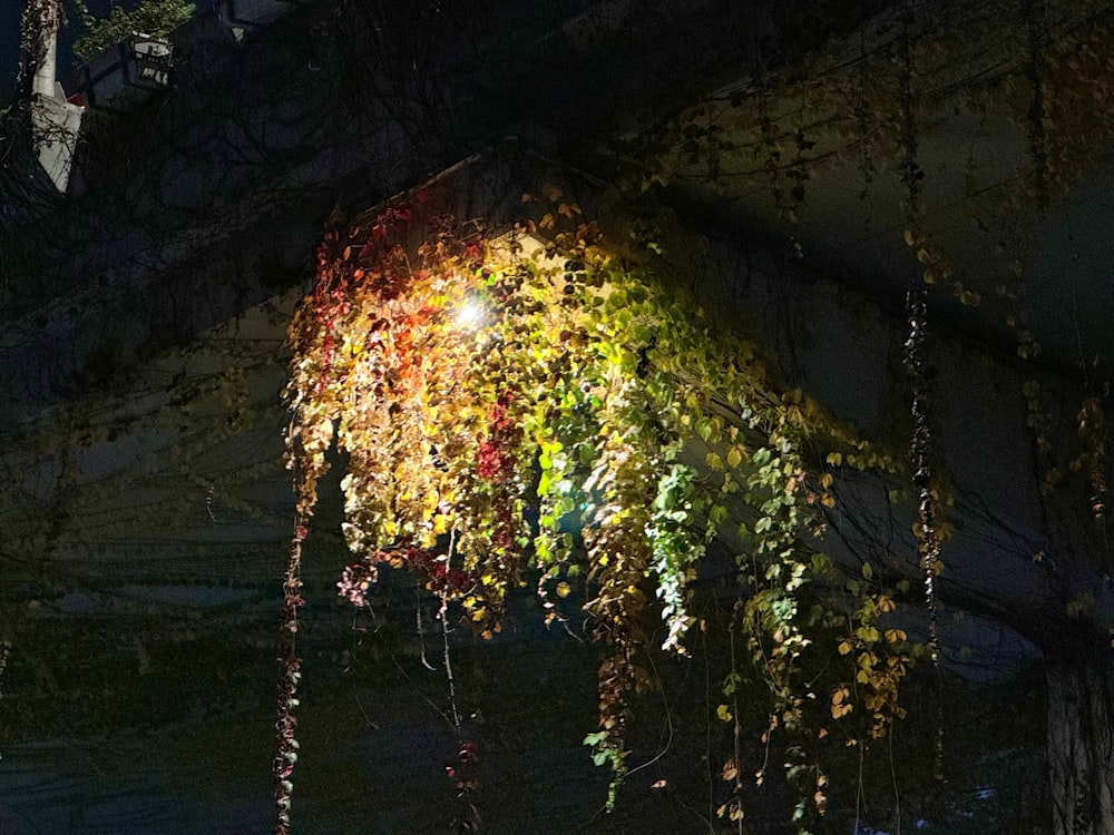 a bunch of plants that are hanging from a ceiling