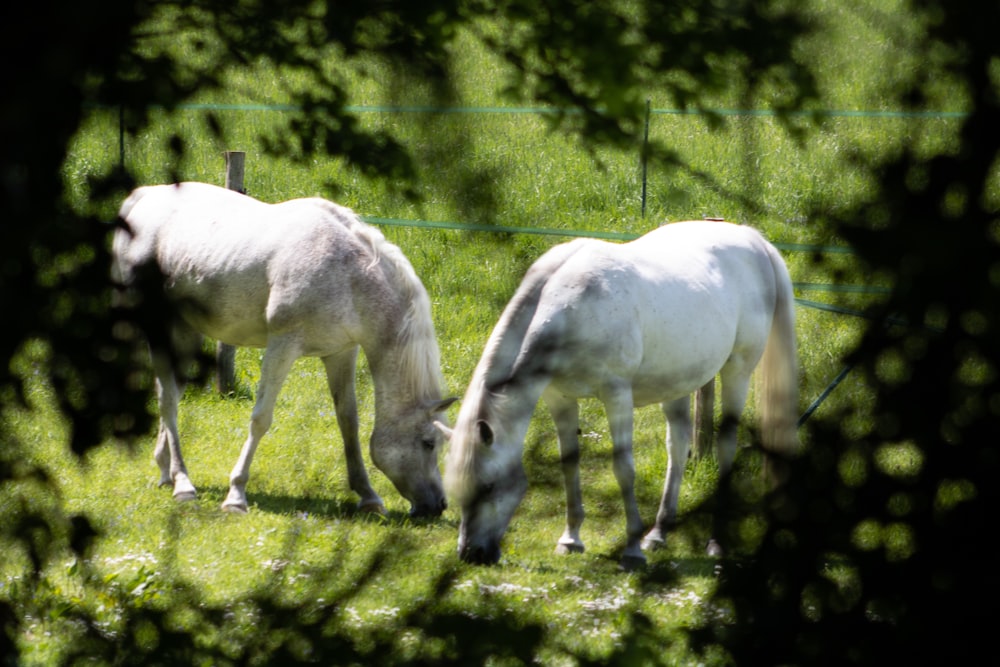 a couple of white horses grazing on a lush green field