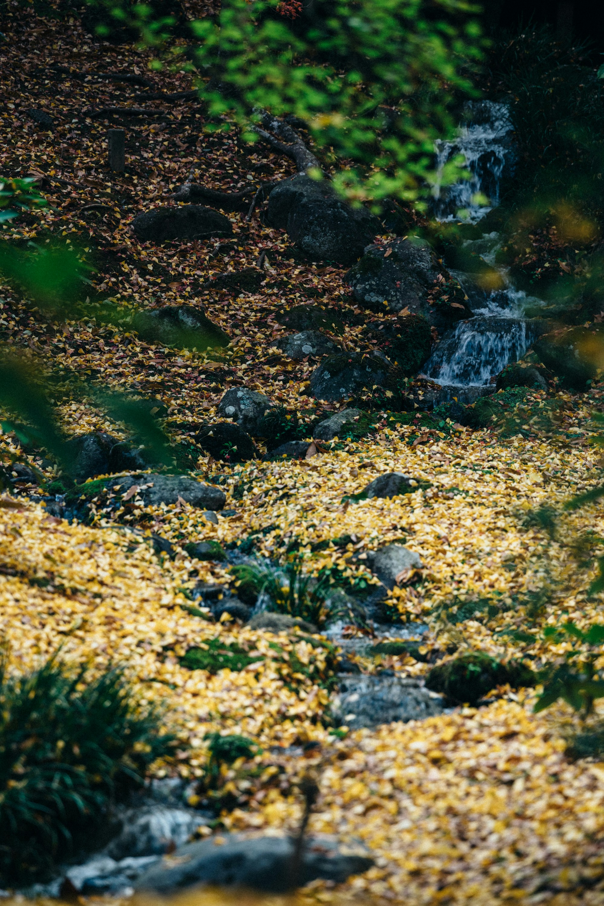 Photo by tsuyoshikozu