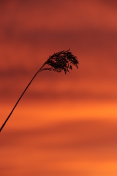 Saxophonist silhouetted against a colorful sunset sky.