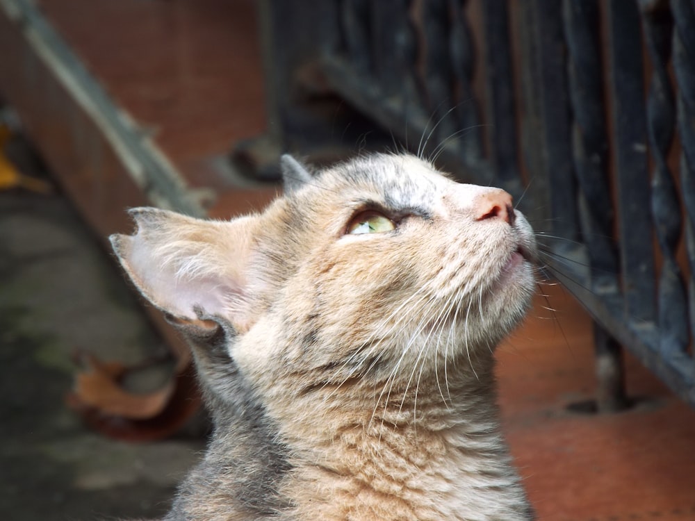 a close up of a cat looking up at something