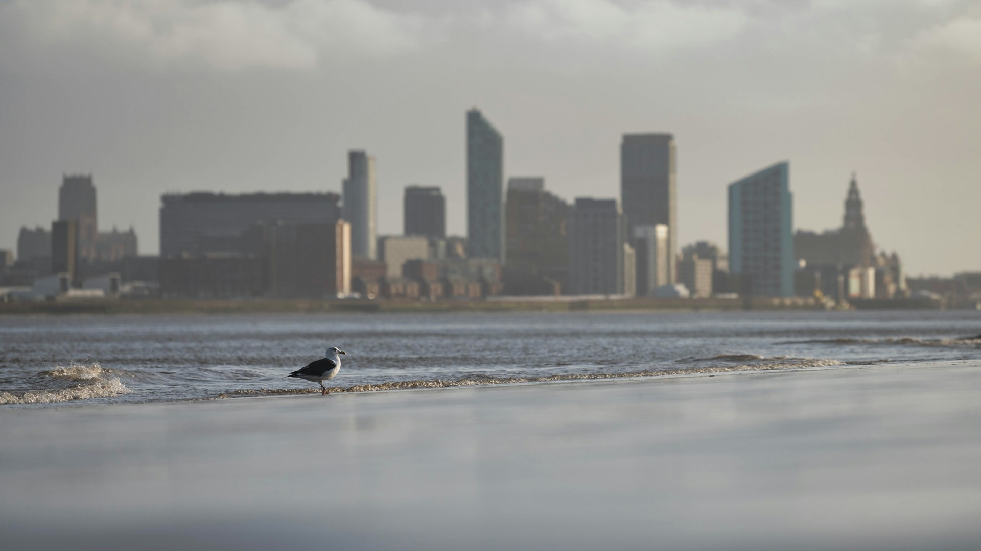 a seagull standing on the beach in front of a city