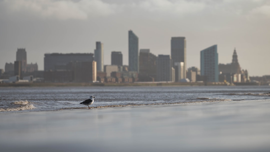 a seagull standing on the beach in front of a city,