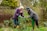 Two older adults are working together in a garden. They are wearing warm clothing and rubber boots, indicating a cool or damp day. One person is handing over freshly pulled plants to the other. The garden is lush with various plants and a wooden fence is visible in the background.