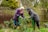 Two older adults are working together in a garden. They are wearing warm clothing and rubber boots, indicating a cool or damp day. One person is handing over freshly pulled plants to the other. The garden is lush with various plants and a wooden fence is visible in the background.