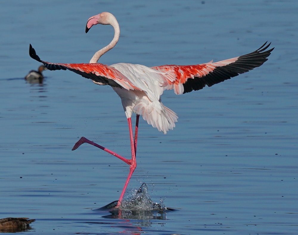 a flamingo standing in the water with its wings spread