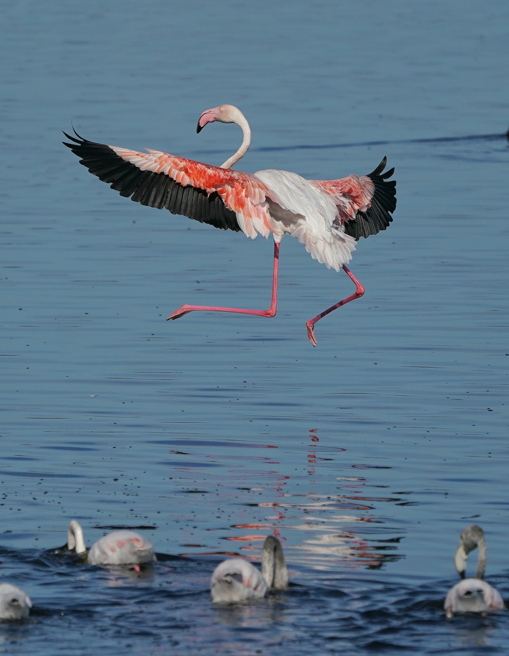 a flamingo is flying over the water with its wings spread