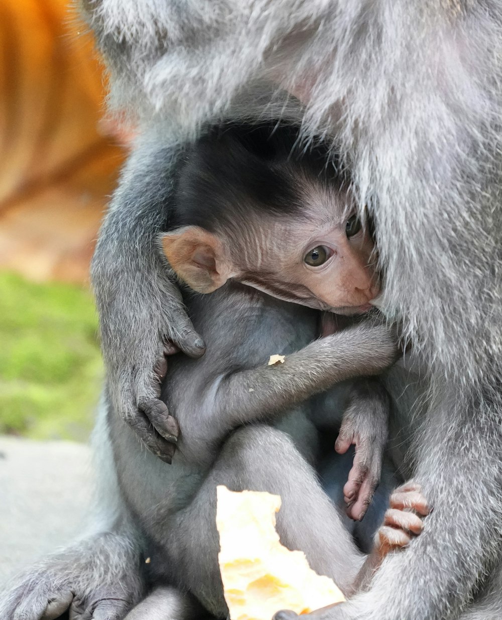 a baby monkey sitting on top of a mother's lap