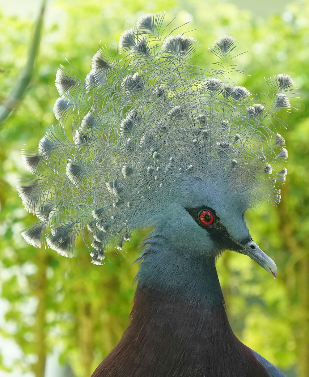 a close up of a bird with a bush on its head