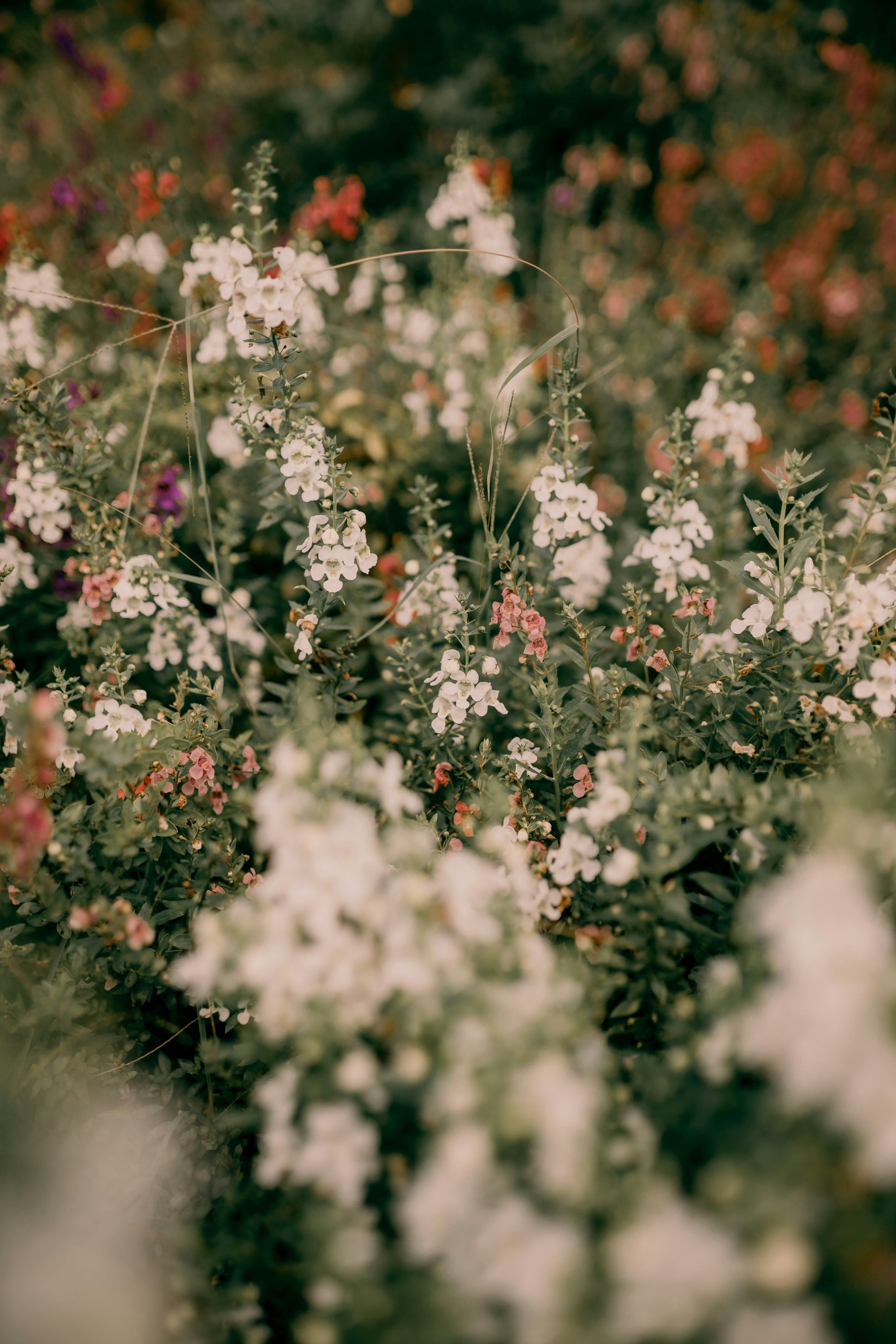 Photo by alexandermassph