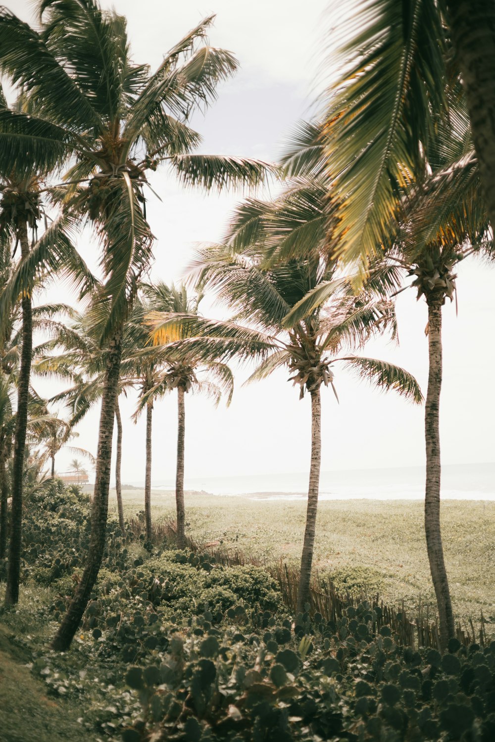 a group of palm trees on a beach