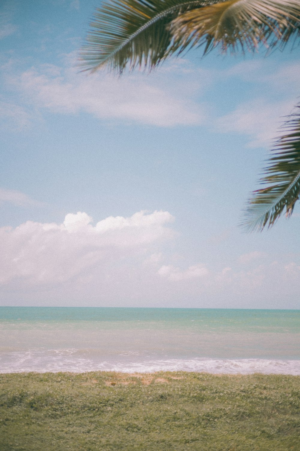 a palm tree sitting on top of a lush green field