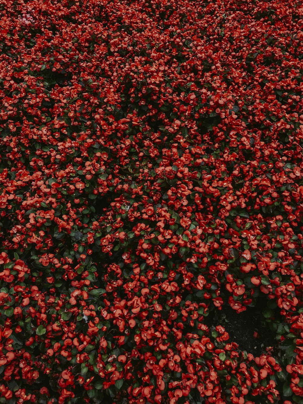 a field of red flowers with green leaves