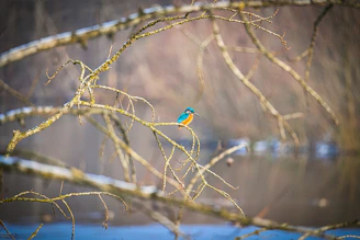 Sue photographing a colorful bird perched on a branch beside the boat.