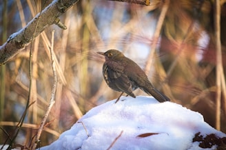 a small bird perched on top of a snow covered rock