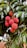 A cluster of ripe, red lychee fruits hangs from a tree, surrounded by lush green leaves. The lychees have a rough, textured surface, and the leaves exhibit a shiny, elongated appearance.