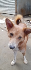 A curious-looking brown dog with a white snout and paws stands attentively on a concrete surface. In the background, a corrugated metal wall and some scattered debris are visible.