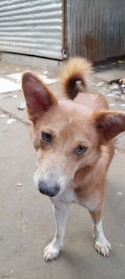 A curious-looking brown dog with a white snout and paws stands attentively on a concrete surface. In the background, a corrugated metal wall and some scattered debris are visible.
