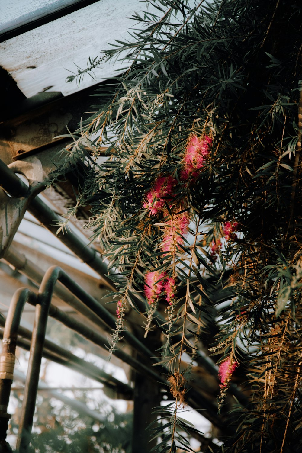 a bunch of red flowers hanging from a tree