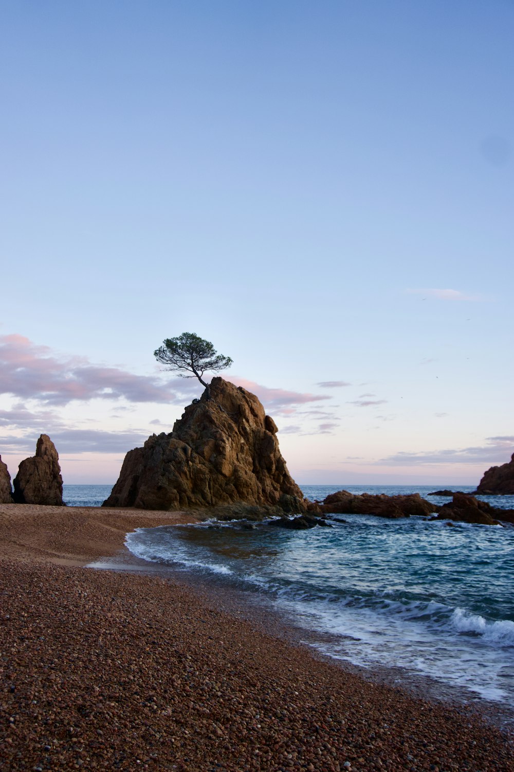 a lone tree on a rock on the beach