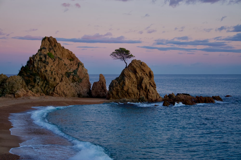 a lone tree sitting on top of a rock near the ocean