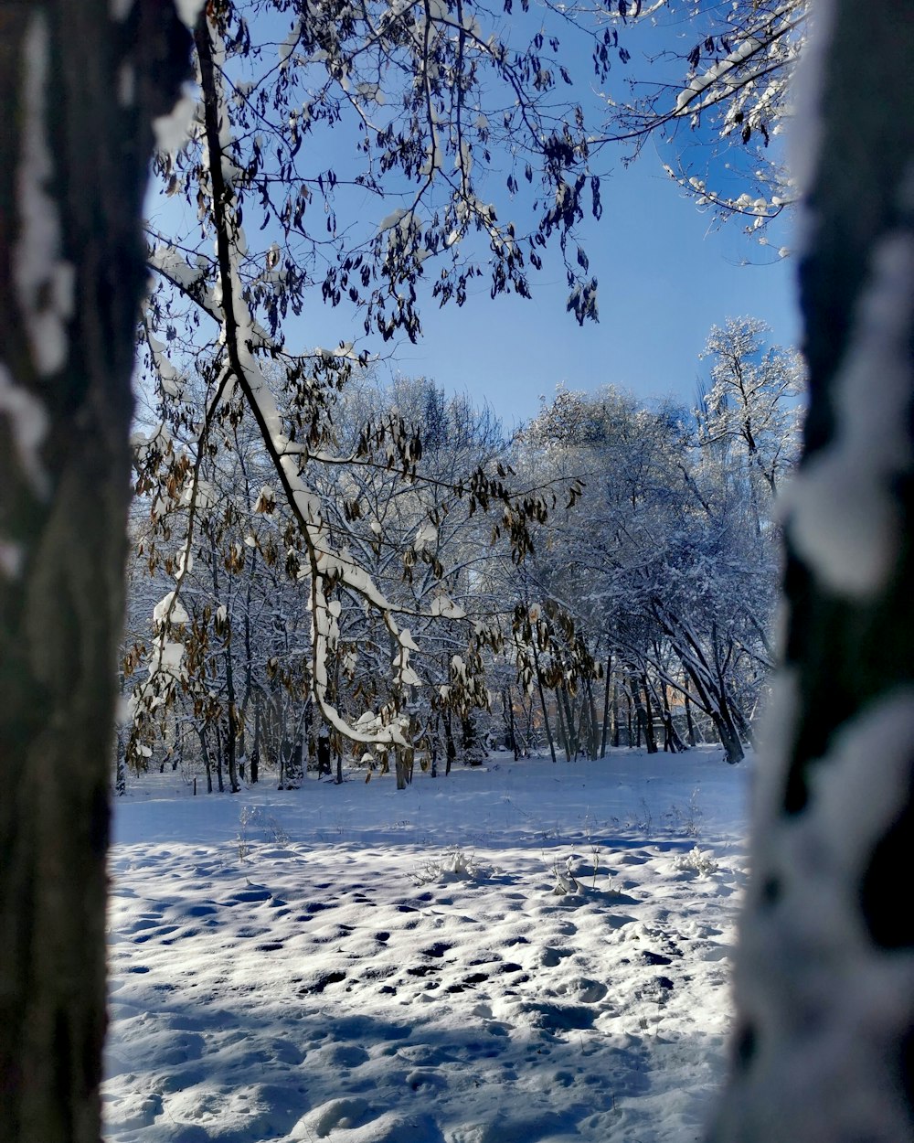 a snow covered field with trees in the background