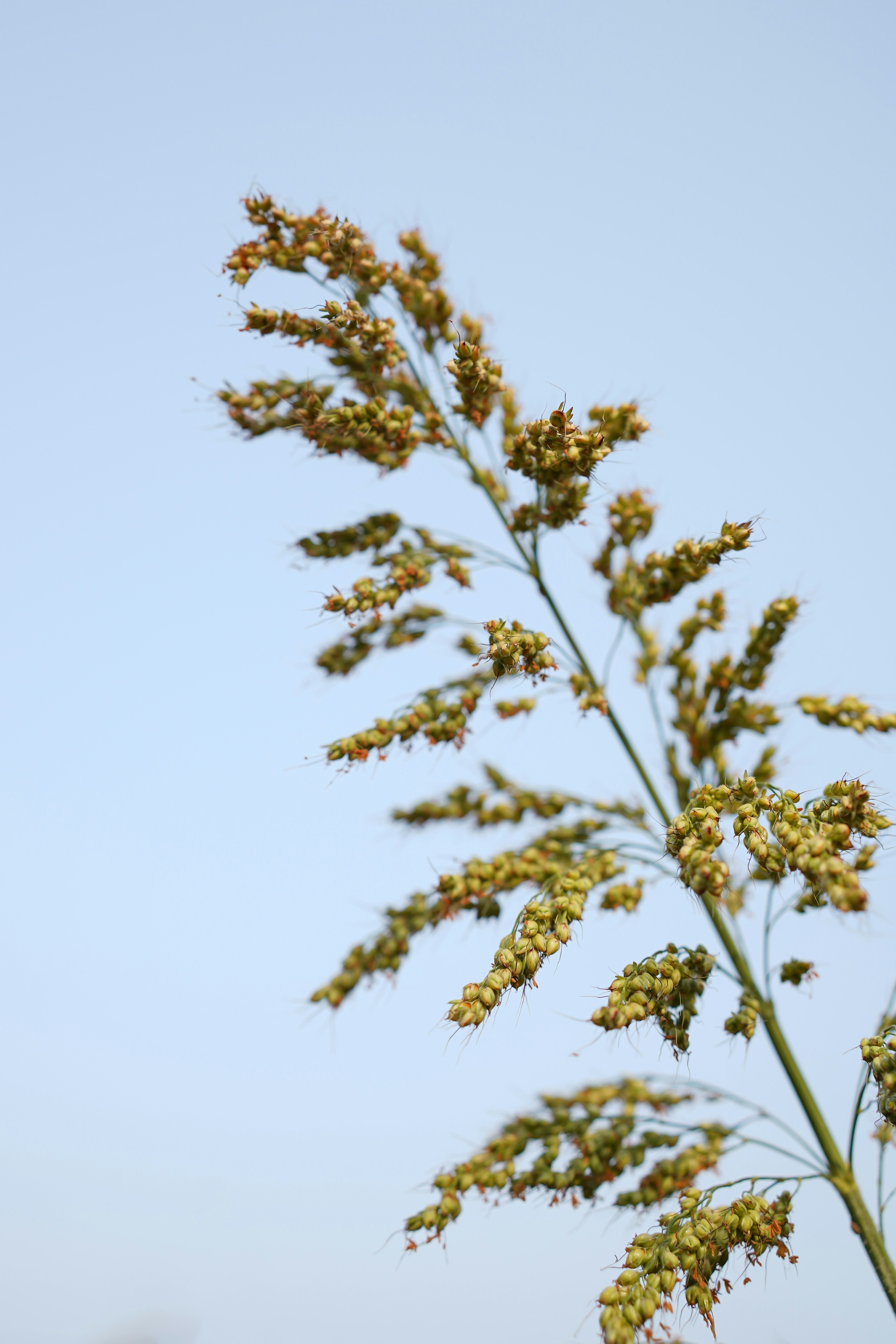a close up of a plant with a blue sky in the background