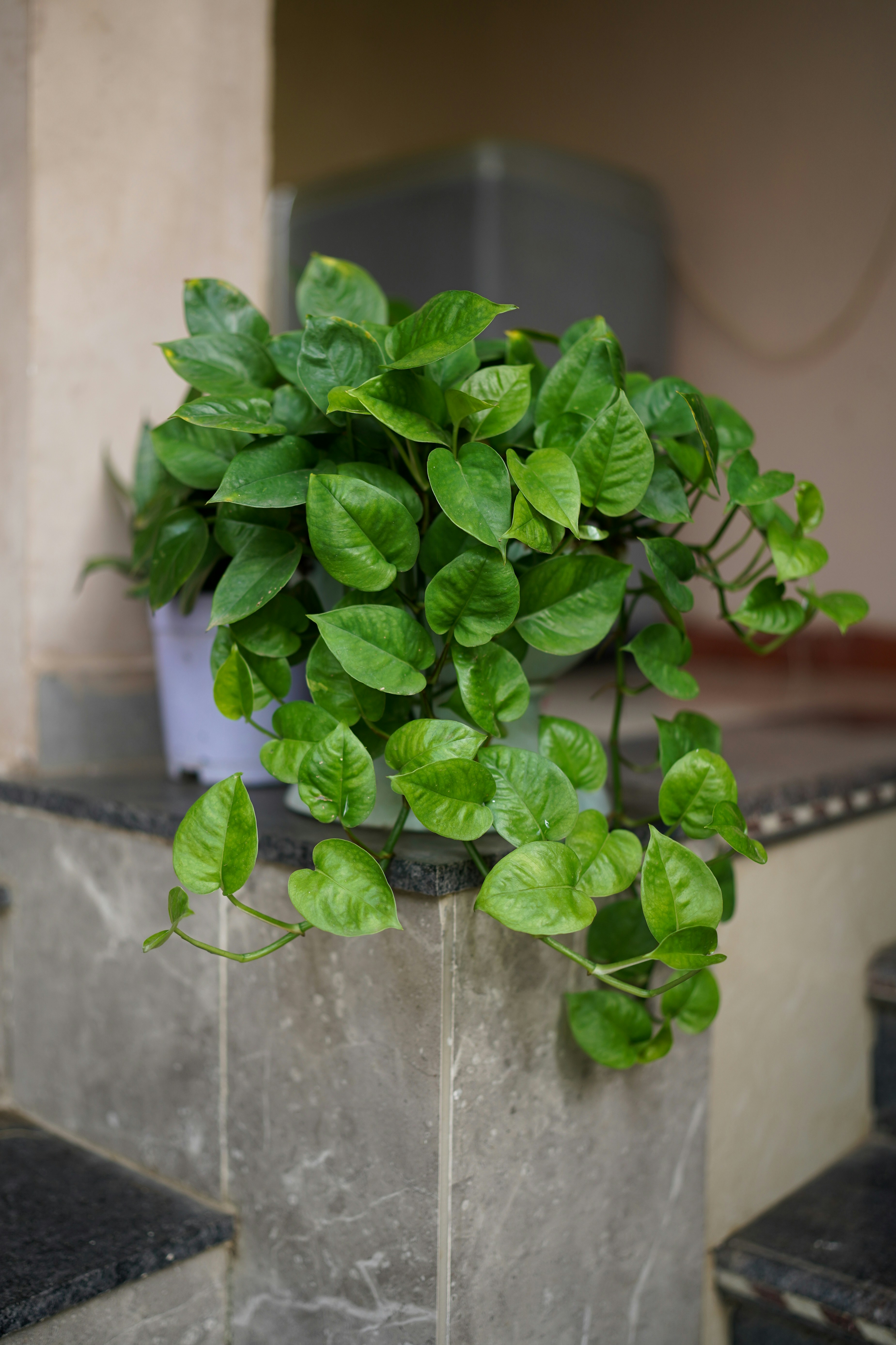 a potted plant sitting on top of a cement block