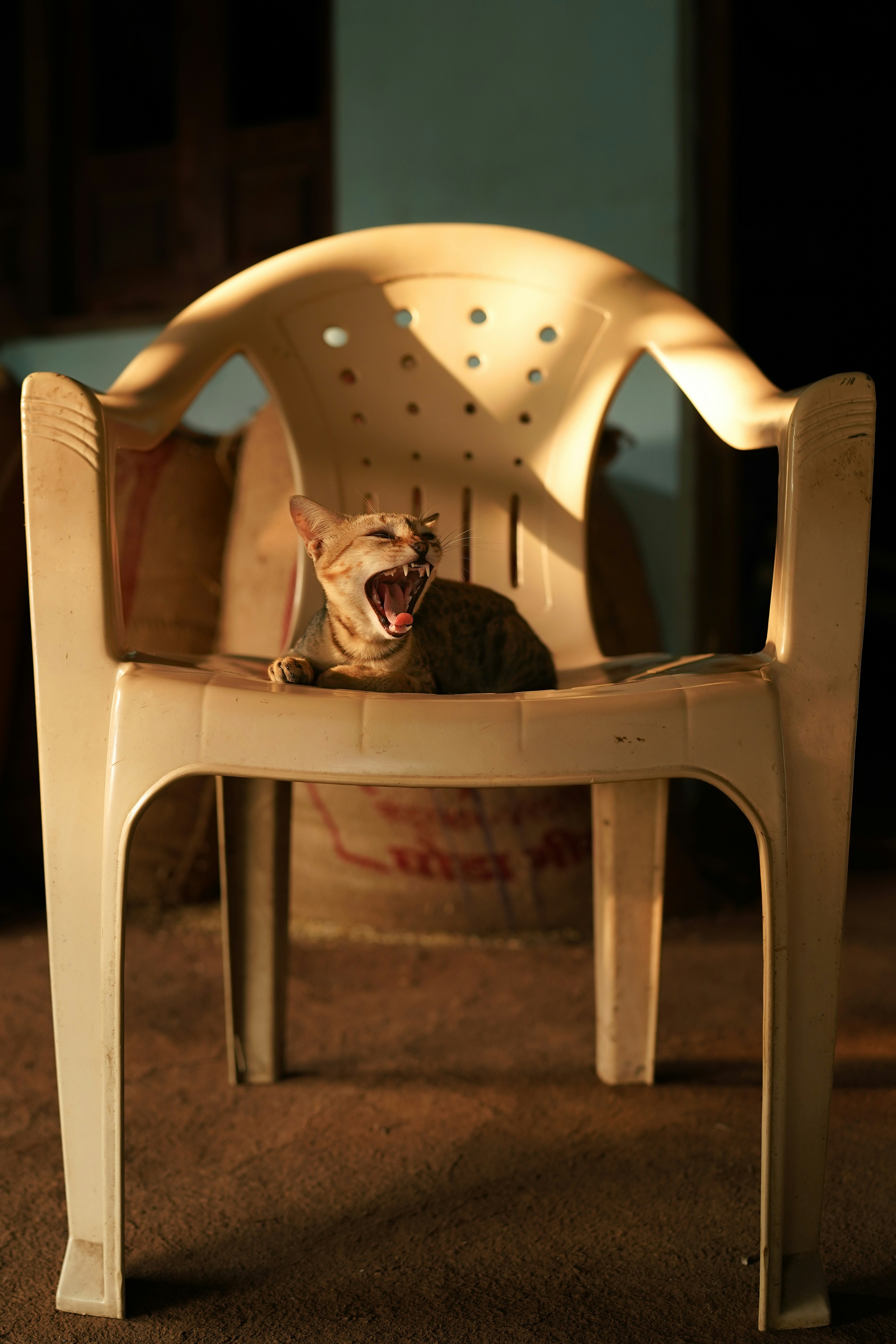 a cat sitting in a white chair with its mouth open