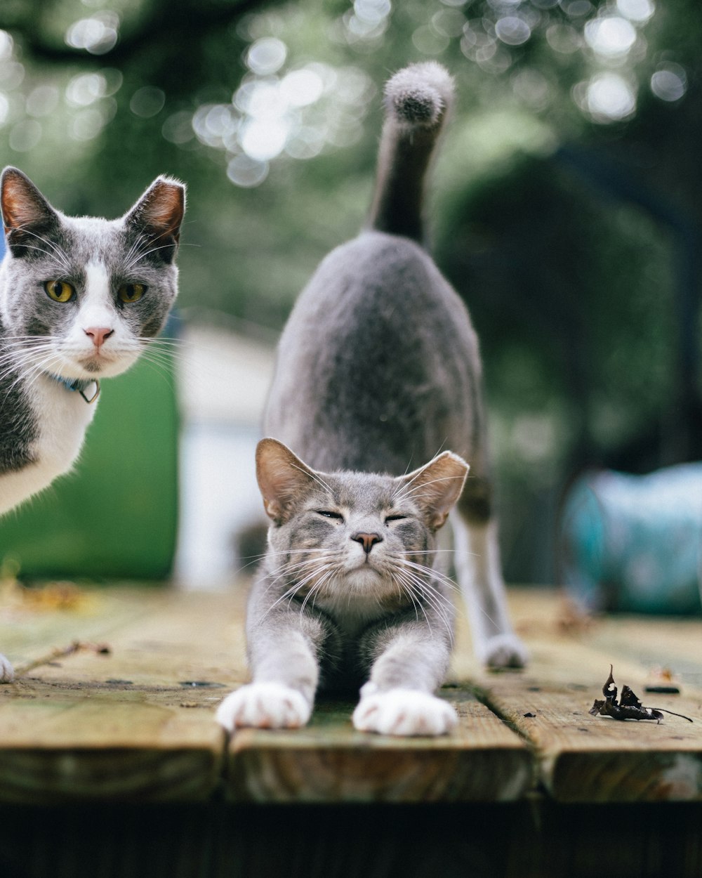 a couple of cats standing on top of a wooden table