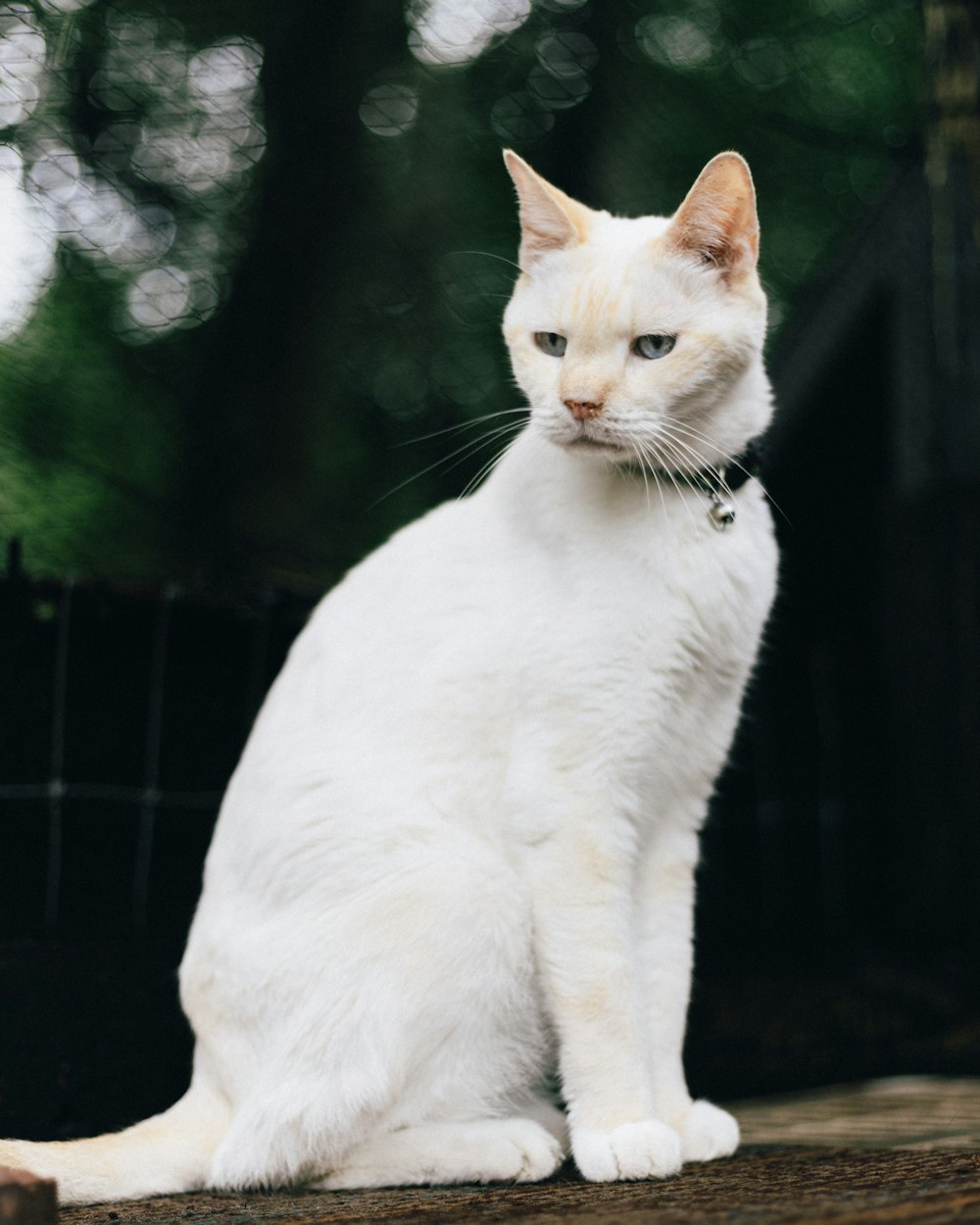 a white cat sitting on top of a wooden table