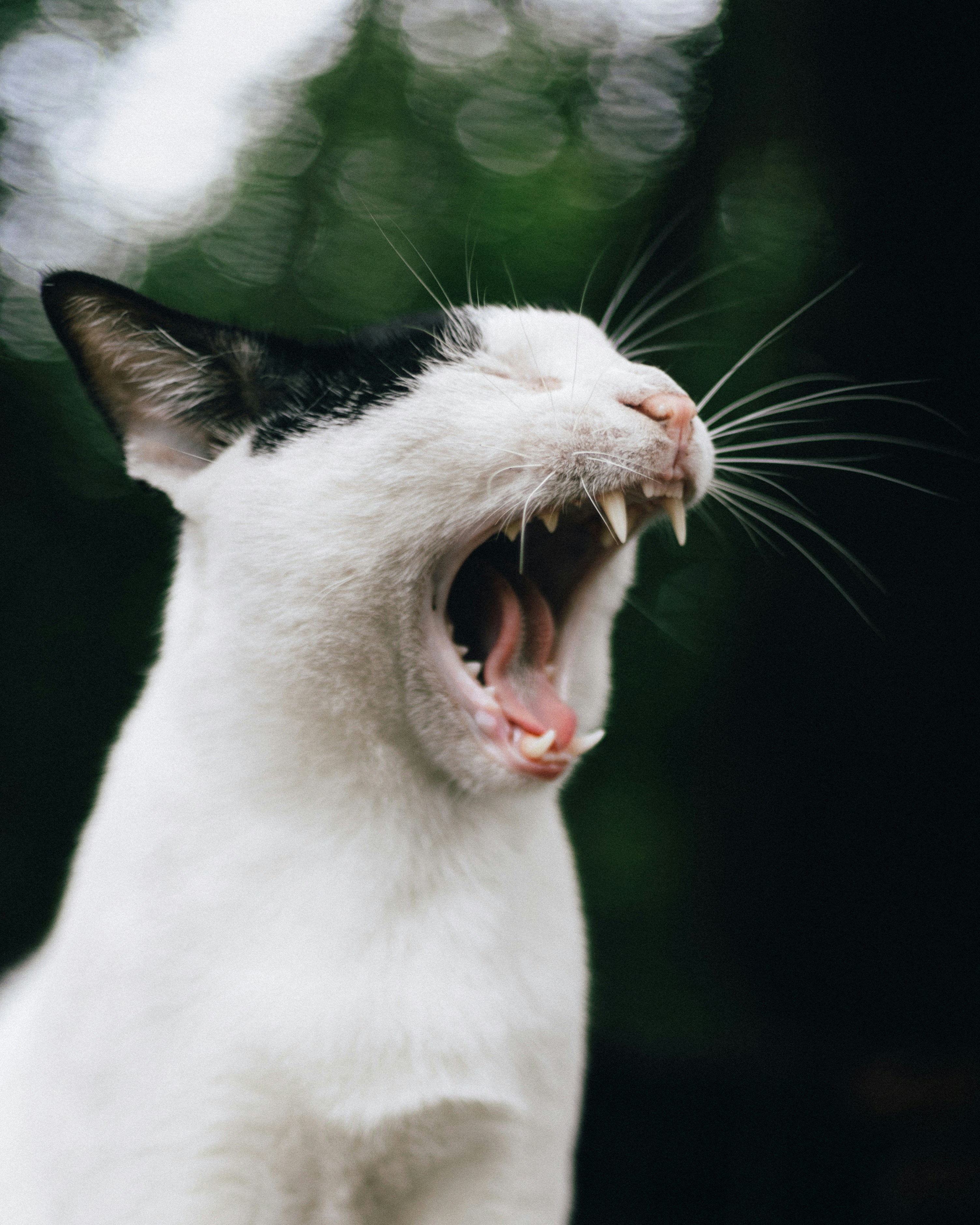 Photo by lindseyfranzke