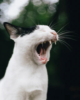 A snapshot of a hilarious cat video paused at the perfect comedic moment.