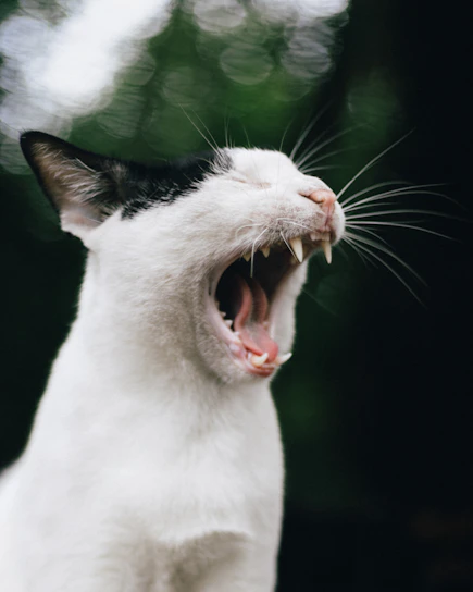 A snapshot of a hilarious cat video paused at the perfect comedic moment.