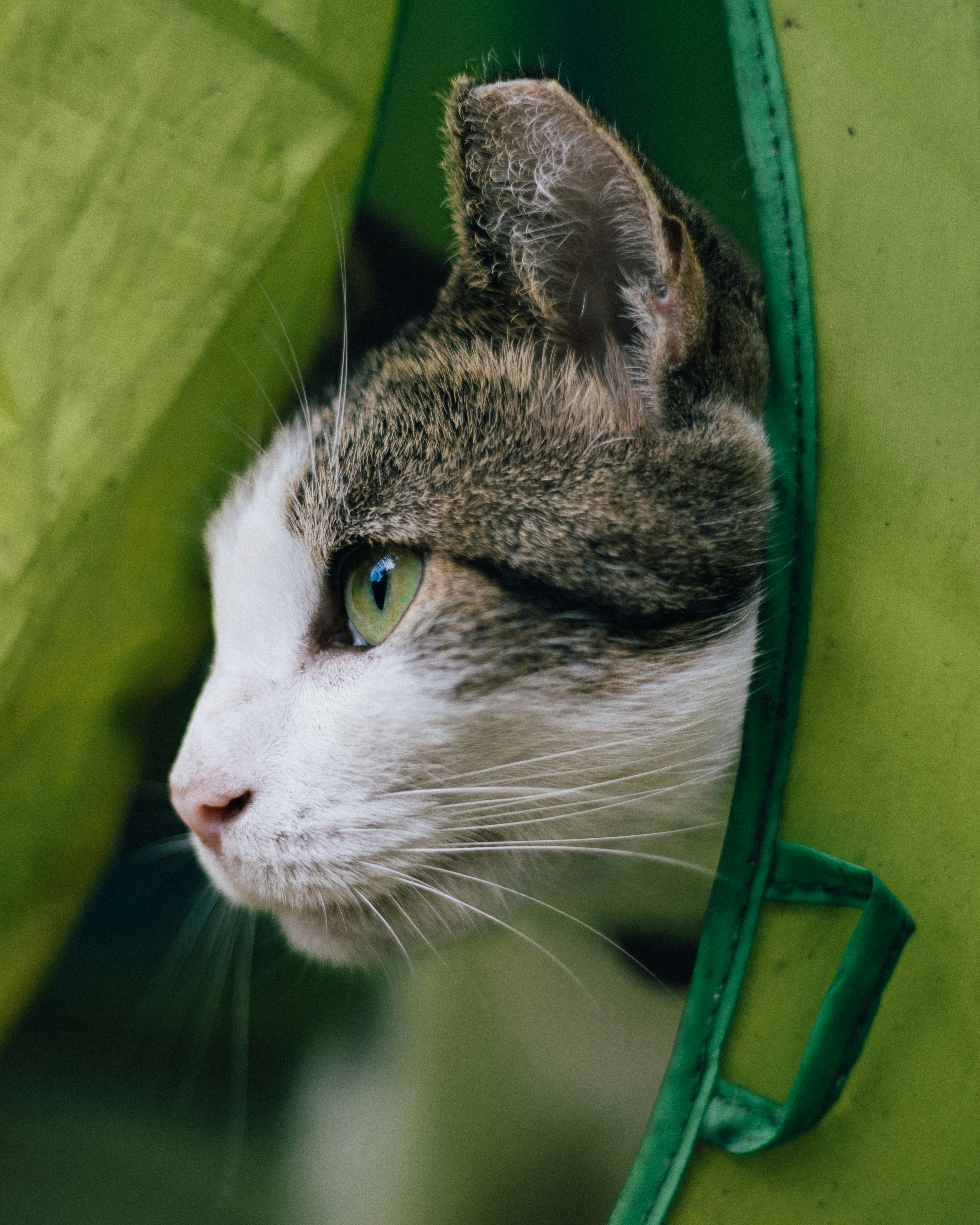 7 Cat Care for Beginners Habit Training Tips