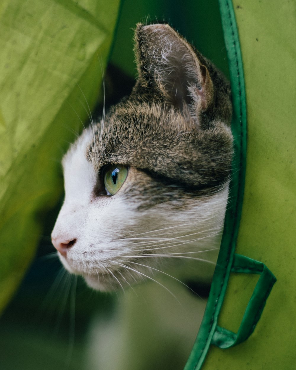 a close up of a cat in a green bag