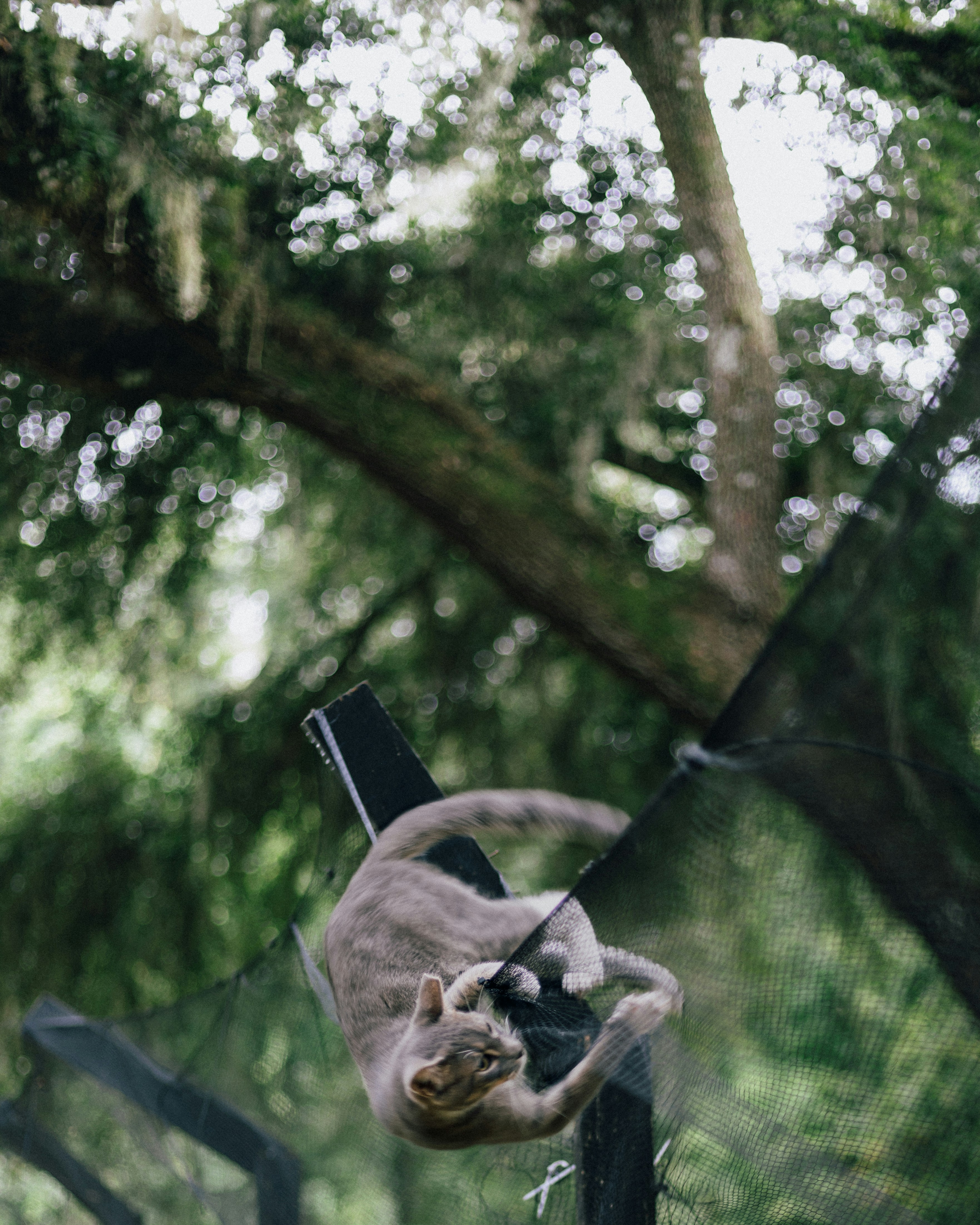 a cat is climbing up a fence post