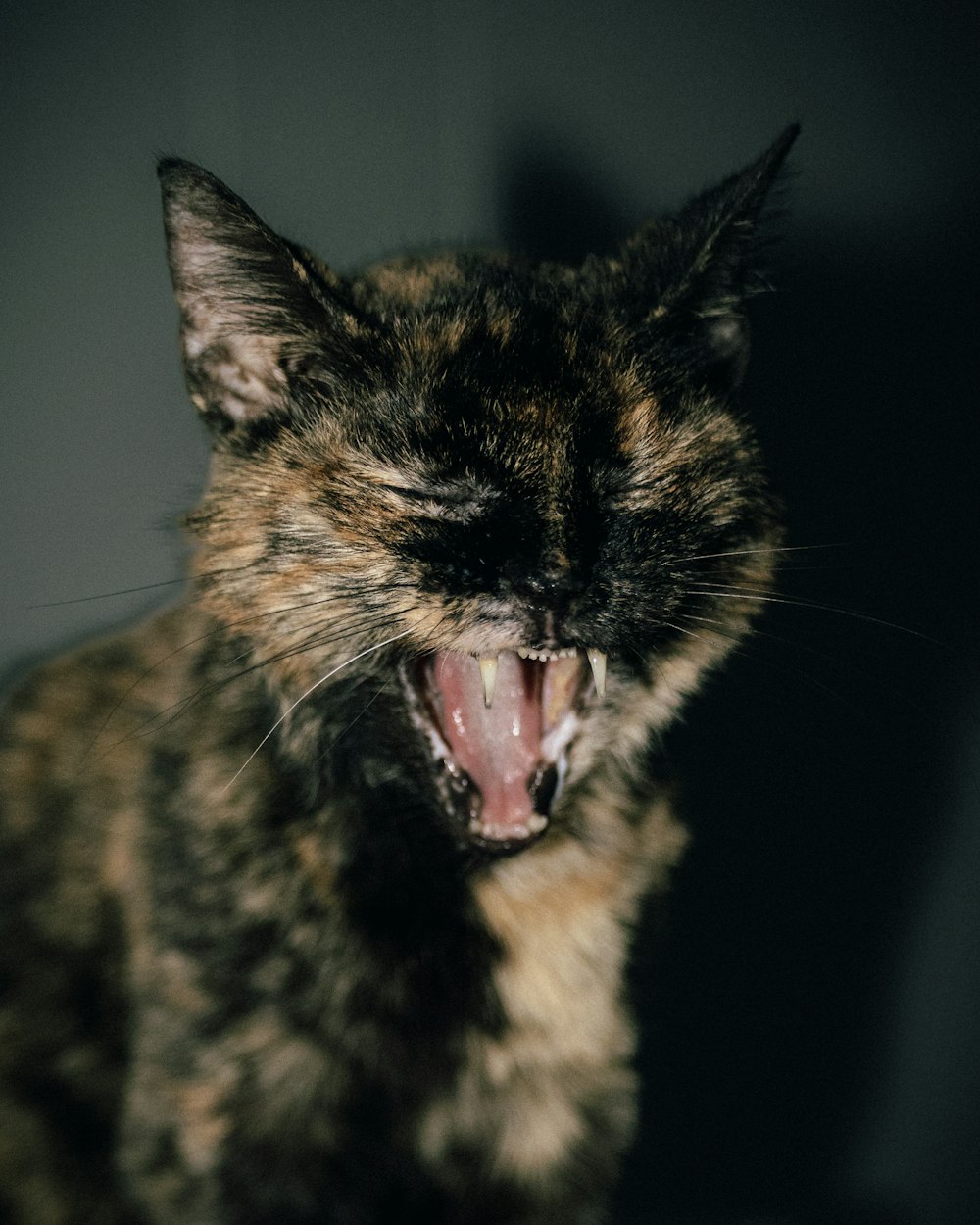 a cat yawning with its mouth wide open