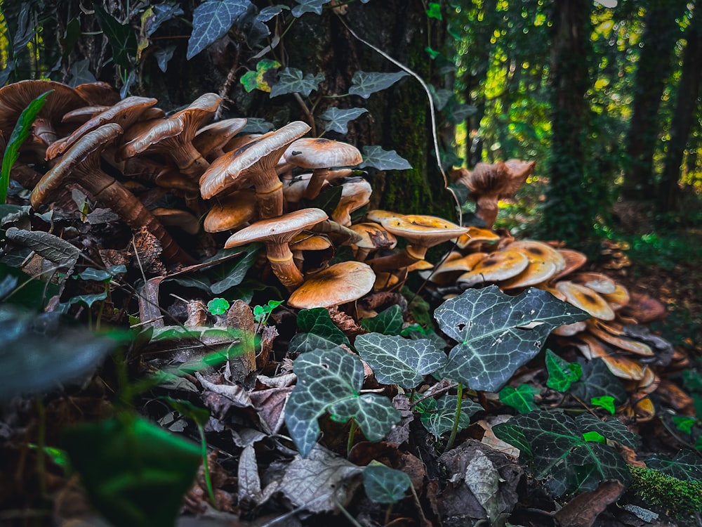 a bunch of mushrooms that are on the ground