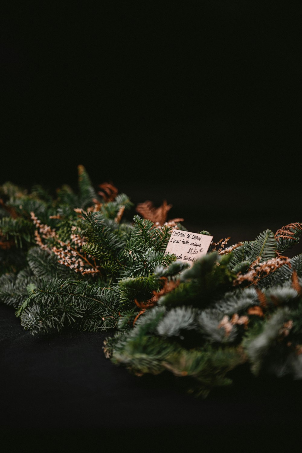 a close up of a bunch of pine needles