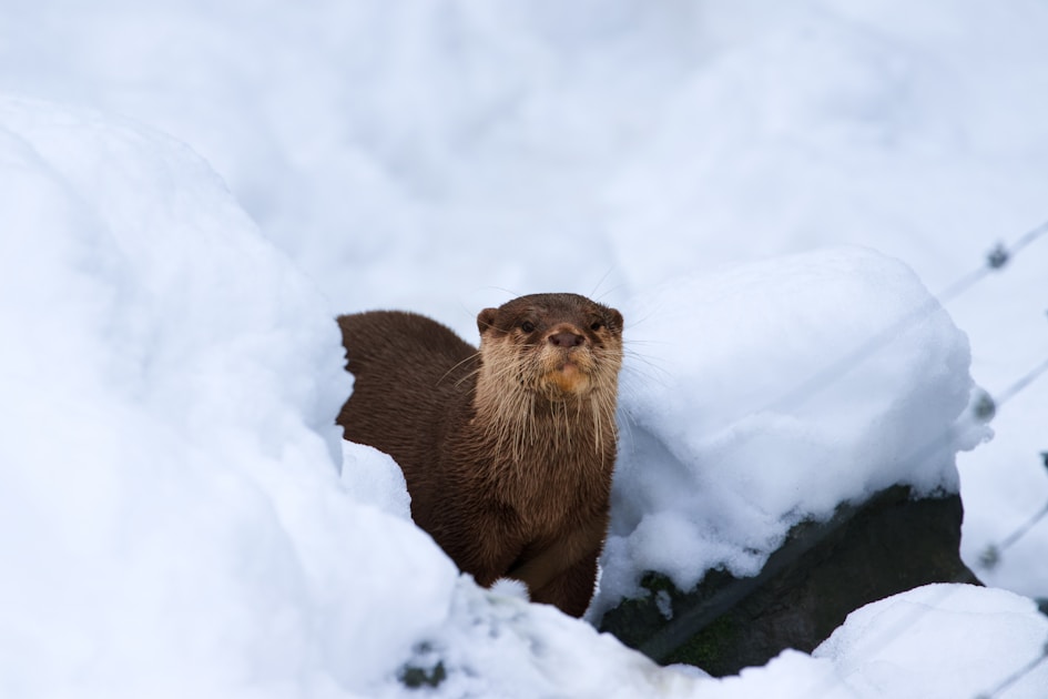 Otter die je aankijkt, kop boven de sneeuw: een digitale medewerker die in het water thuis is, zoals Grok Bot in de tools die je al hebt