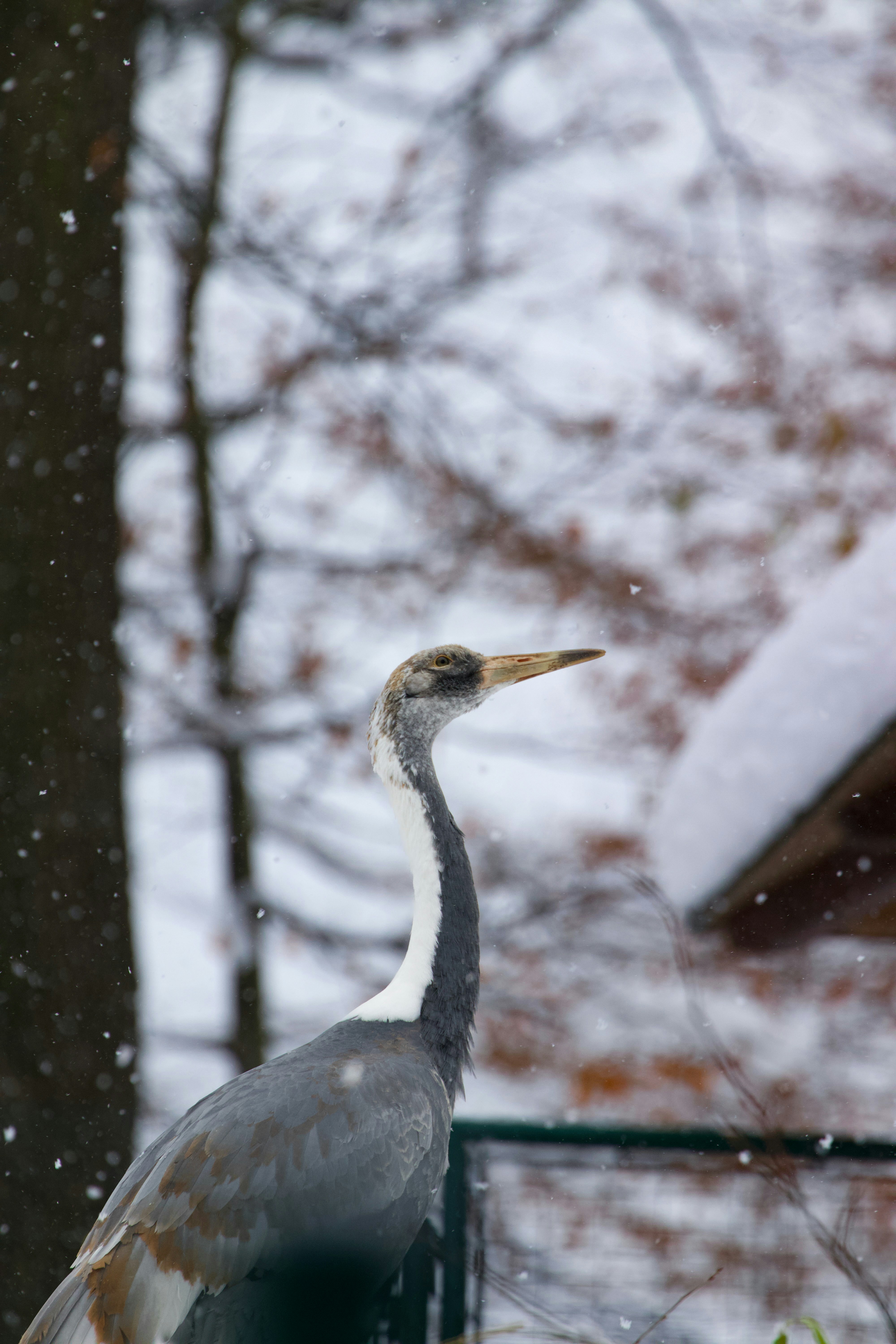 Exploring the Hidden Treasures of the Tibetan Plateau: The Tibetan Snowcock and Its Avian Neighbors