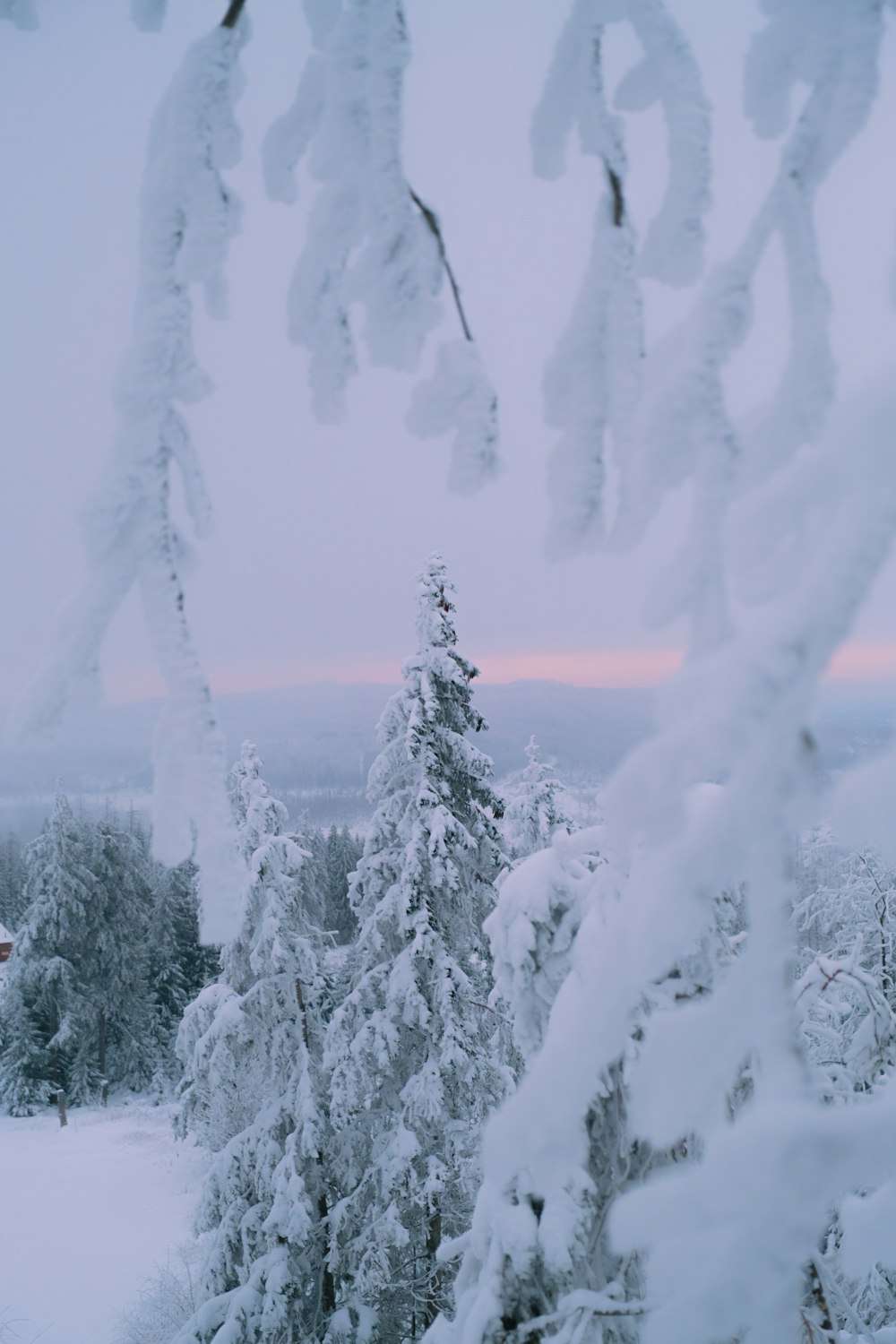 a snow covered tree with a pink sky in the background