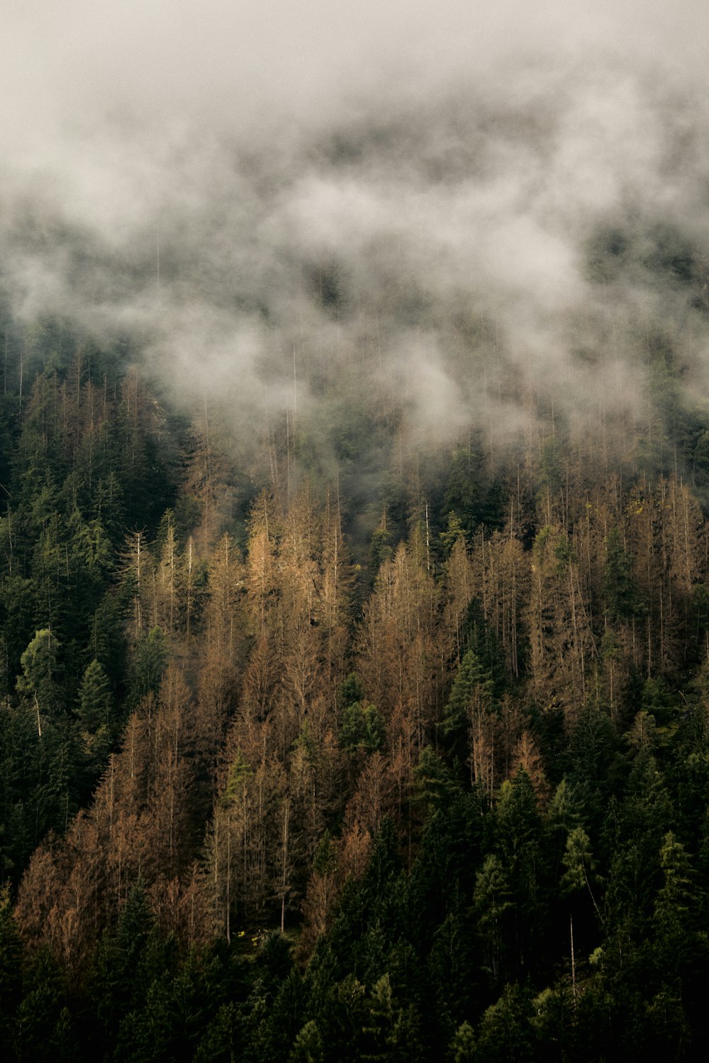 a forest covered in lots of trees under a cloudy sky