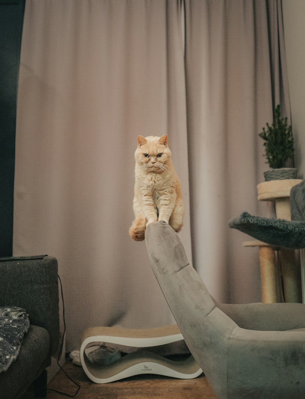 a cat sitting on top of a chair in a living room