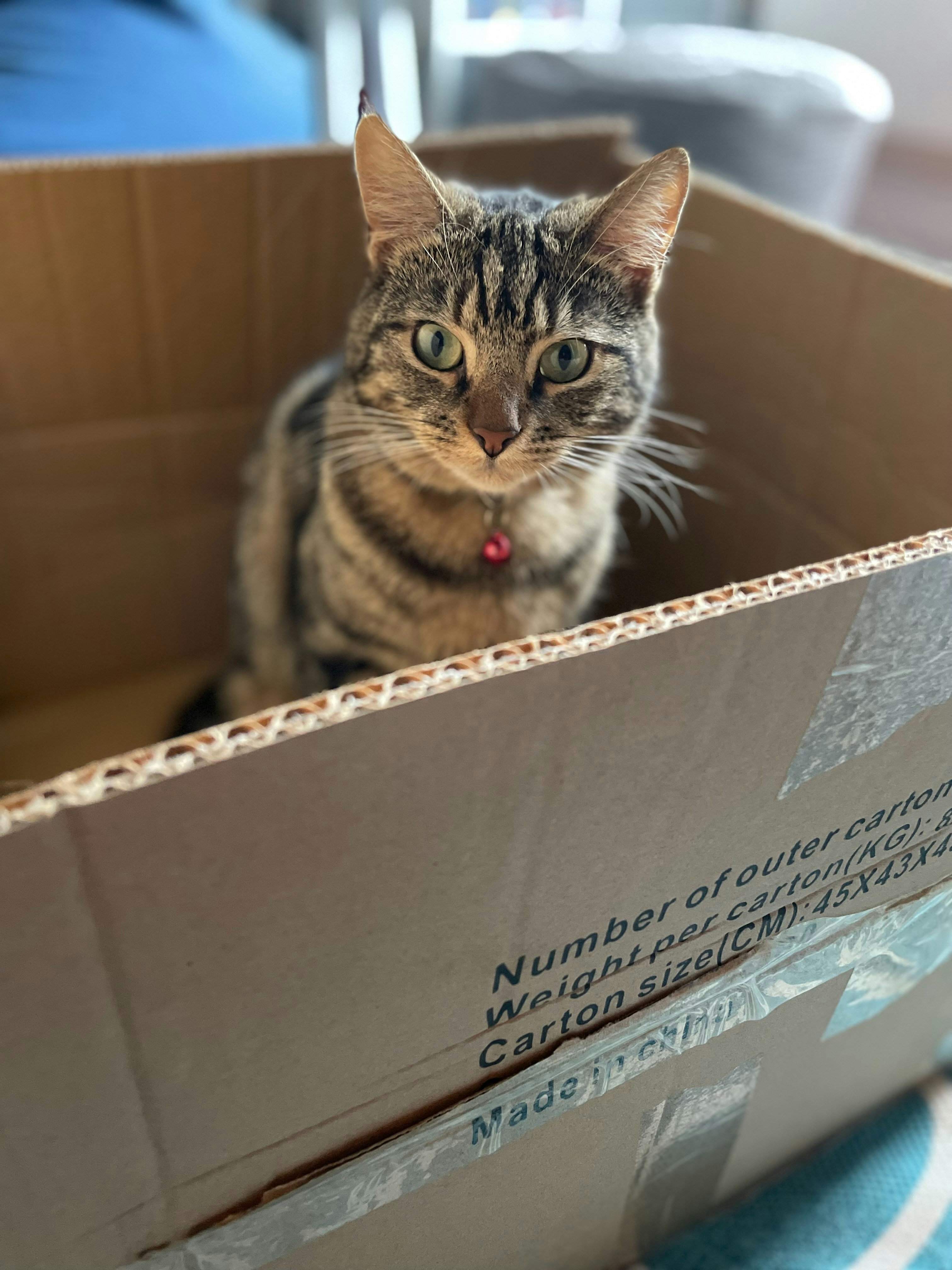 Cardboard Boxes: The Simple Joys (image credits: unsplash)