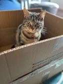 A tabby cat with green eyes sitting inside a cardboard box. The box has text printed on the side, including carton measurements. The cat is wearing a red collar with a bell.